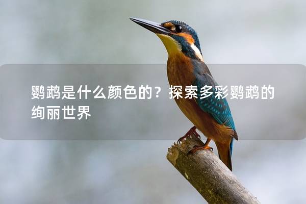 鹦鹉是什么颜色的？探索多彩鹦鹉的绚丽世界