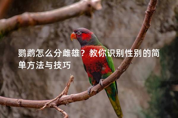 鹦鹉怎么分雌雄？教你识别性别的简单方法与技巧