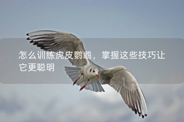 怎么训练虎皮鹦鹉，掌握这些技巧让它更聪明