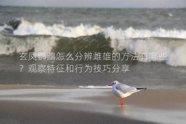 玄凤鹦鹉怎么分辨雌雄的方法有哪些？观察特征和行为技巧分享