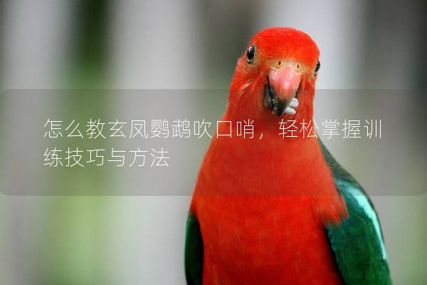 怎么教玄凤鹦鹉吹口哨，轻松掌握训练技巧与方法