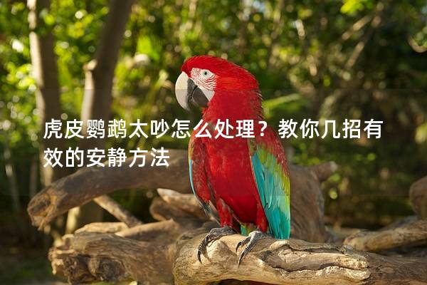 虎皮鹦鹉太吵怎么处理？教你几招有效的安静方法