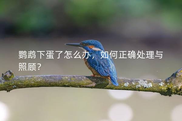 鹦鹉下蛋了怎么办，如何正确处理与照顾？