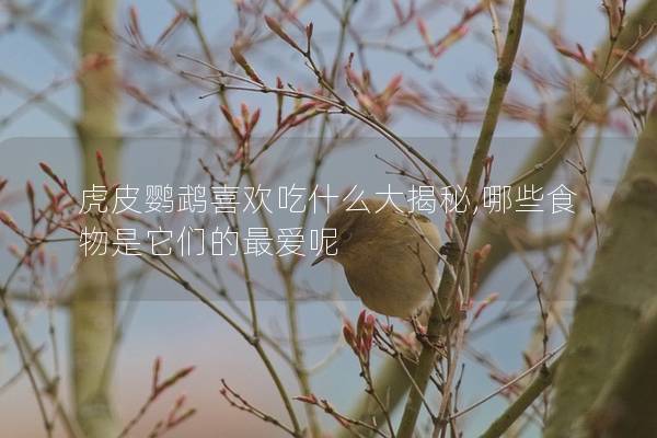 虎皮鹦鹉喜欢吃什么大揭秘,哪些食物是它们的最爱呢