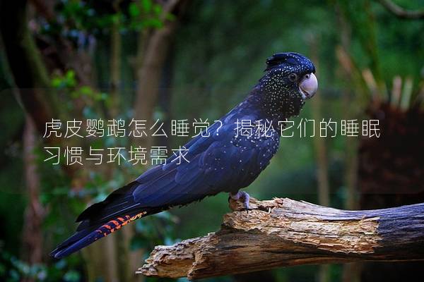 虎皮鹦鹉怎么睡觉？揭秘它们的睡眠习惯与环境需求