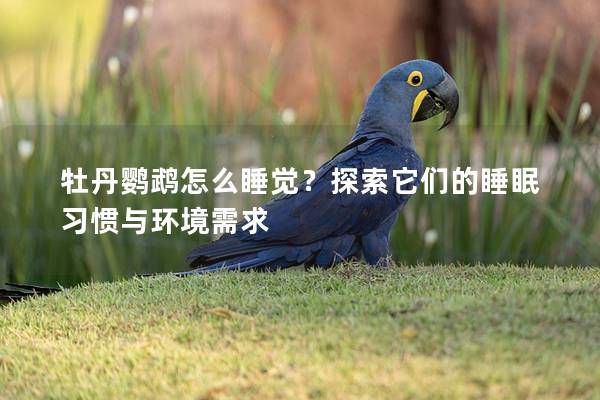 牡丹鹦鹉怎么睡觉？探索它们的睡眠习惯与环境需求