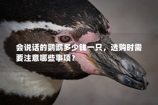 会说话的鹦鹉多少钱一只，选购时需要注意哪些事项？