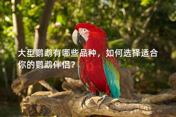 大型鹦鹉有哪些品种，如何选择适合你的鹦鹉伴侣？