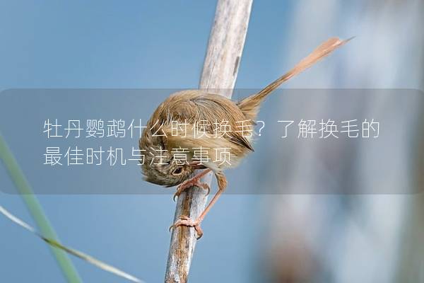 牡丹鹦鹉什么时候换毛？了解换毛的最佳时机与注意事项