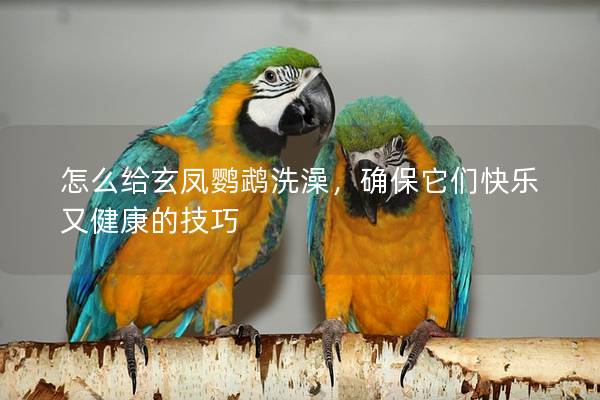怎么给玄凤鹦鹉洗澡，确保它们快乐又健康的技巧