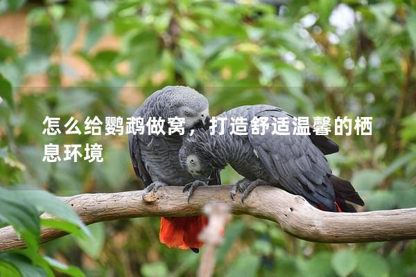 怎么给鹦鹉做窝，打造舒适温馨的栖息环境