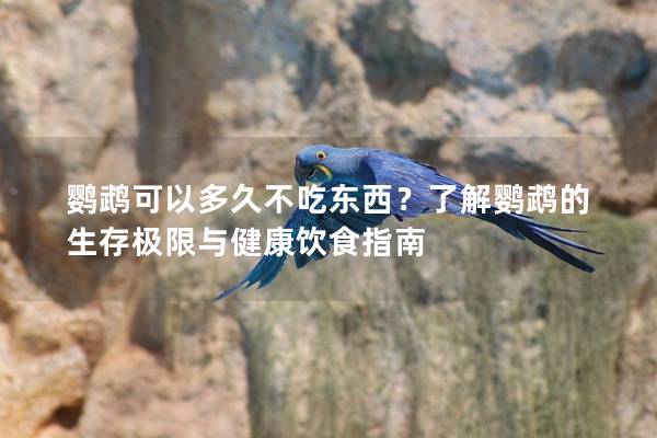 鹦鹉可以多久不吃东西？了解鹦鹉的生存极限与健康饮食指南