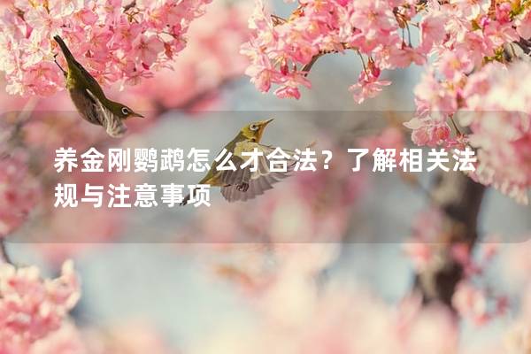 养金刚鹦鹉怎么才合法？了解相关法规与注意事项