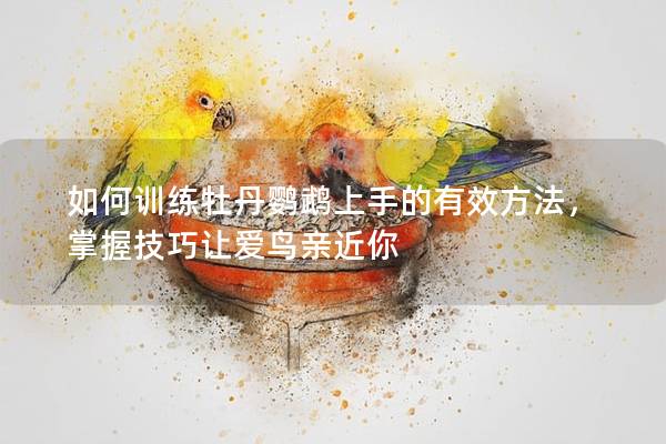 如何训练牡丹鹦鹉上手的有效方法，掌握技巧让爱鸟亲近你