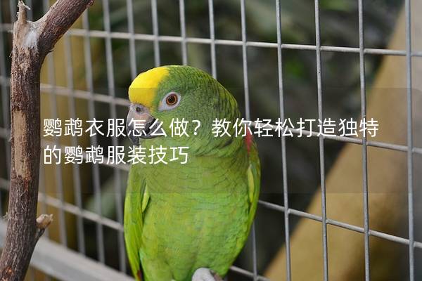 鹦鹉衣服怎么做？教你轻松打造独特的鹦鹉服装技巧