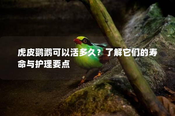 虎皮鹦鹉可以活多久？了解它们的寿命与护理要点