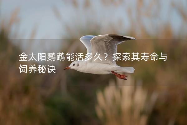 金太阳鹦鹉能活多久？探索其寿命与饲养秘诀