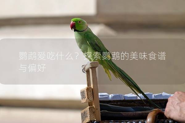 鹦鹉爱吃什么？探索鹦鹉的美味食谱与偏好