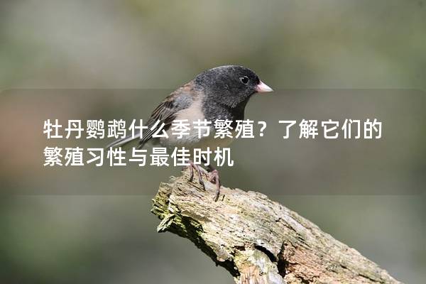 牡丹鹦鹉什么季节繁殖？了解它们的繁殖习性与最佳时机