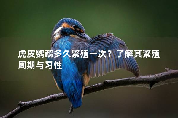 虎皮鹦鹉多久繁殖一次？了解其繁殖周期与习性