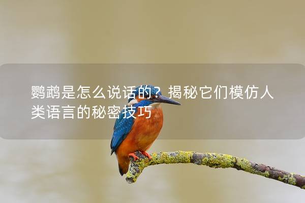 鹦鹉是怎么说话的？揭秘它们模仿人类语言的秘密技巧