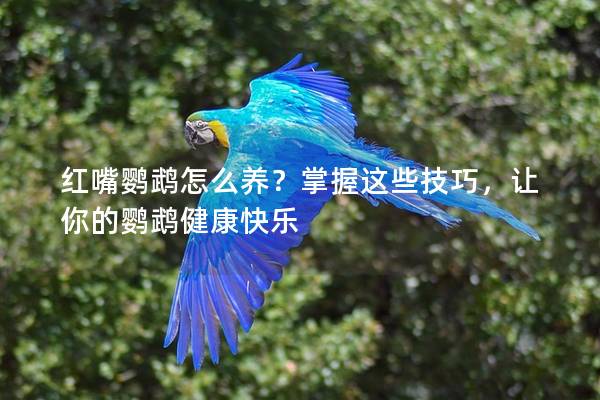 红嘴鹦鹉怎么养？掌握这些技巧，让你的鹦鹉健康快乐