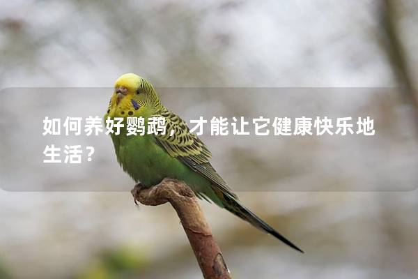 如何养好鹦鹉，才能让它健康快乐地生活？