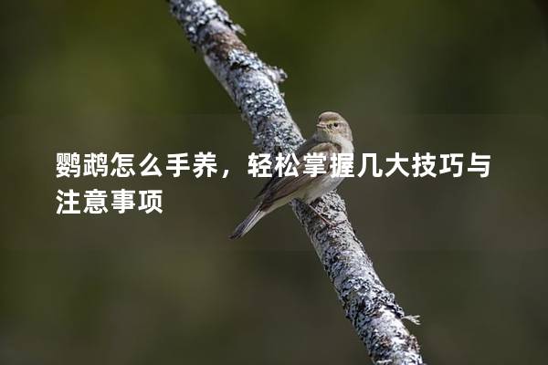 鹦鹉怎么手养，轻松掌握几大技巧与注意事项