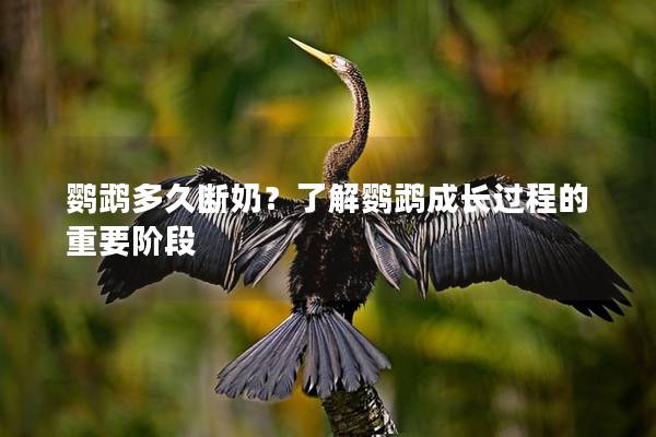 鹦鹉多久断奶？了解鹦鹉成长过程的重要阶段