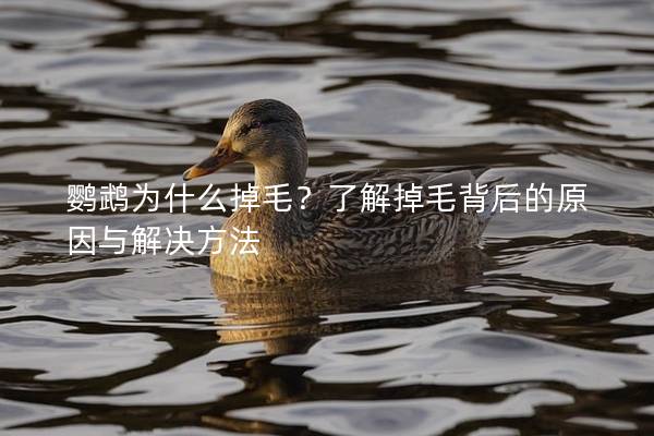 鹦鹉为什么掉毛？了解掉毛背后的原因与解决方法