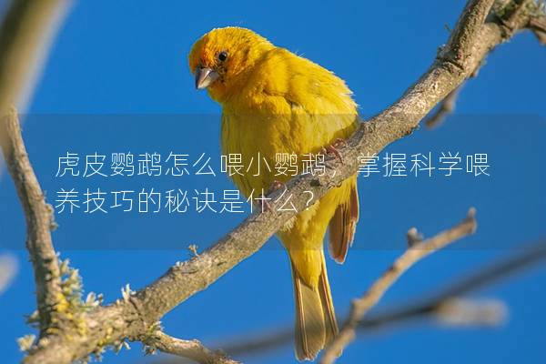 虎皮鹦鹉怎么喂小鹦鹉，掌握科学喂养技巧的秘诀是什么？