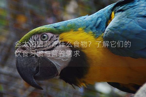 金太阳鹦鹉吃什么食物？了解它们的饮食习惯与营养需求