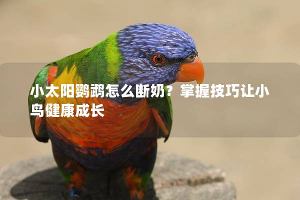 小太阳鹦鹉怎么断奶？掌握技巧让小鸟健康成长