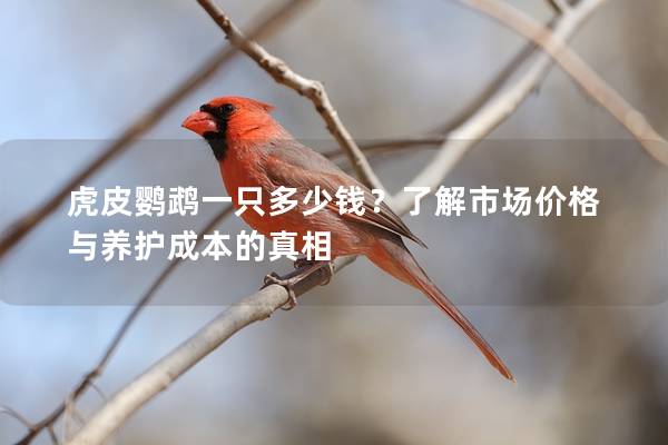 虎皮鹦鹉一只多少钱？了解市场价格与养护成本的真相