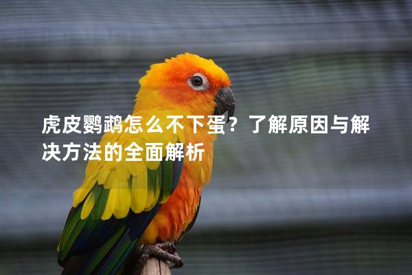 虎皮鹦鹉怎么不下蛋？了解原因与解决方法的全面解析