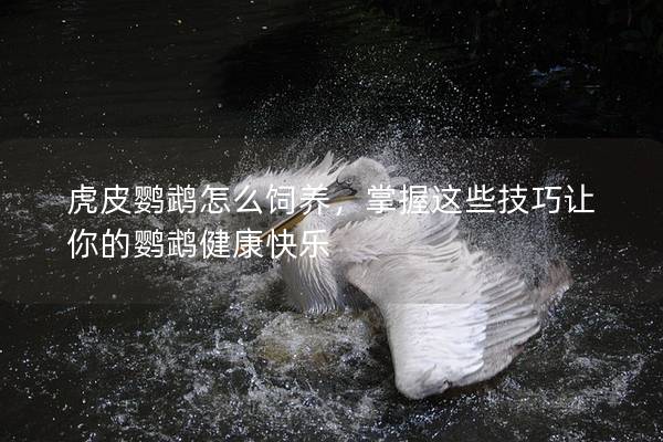 虎皮鹦鹉怎么饲养，掌握这些技巧让你的鹦鹉健康快乐