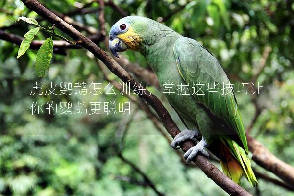 虎皮鹦鹉怎么训练，掌握这些技巧让你的鹦鹉更聪明