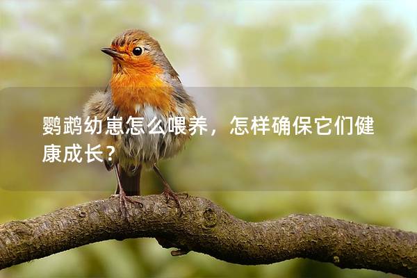 鹦鹉幼崽怎么喂养，怎样确保它们健康成长？