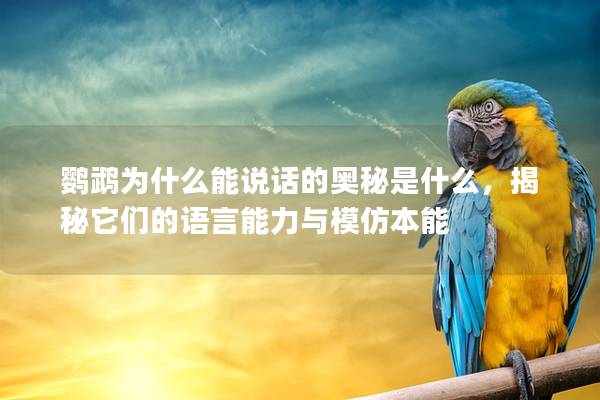 鹦鹉为什么能说话的奥秘是什么，揭秘它们的语言能力与模仿本能