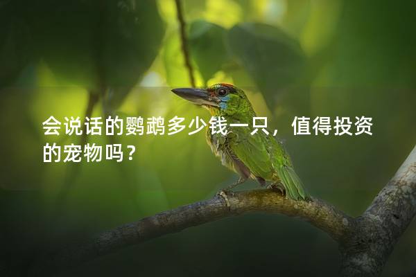 会说话的鹦鹉多少钱一只，值得投资的宠物吗？