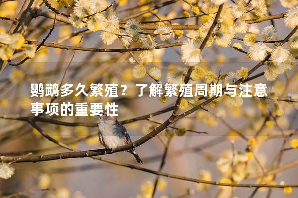 鹦鹉多久繁殖？了解繁殖周期与注意事项的重要性