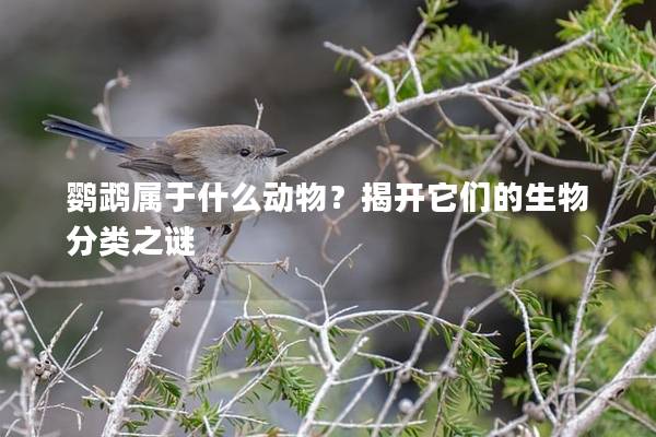 鹦鹉属于什么动物？揭开它们的生物分类之谜