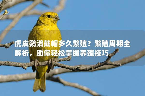 虎皮鹦鹉戴帽多久繁殖？繁殖周期全解析，助你轻松掌握养殖技巧