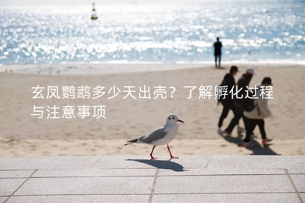 玄凤鹦鹉多少天出壳？了解孵化过程与注意事项