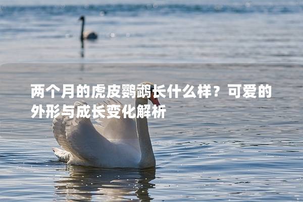 两个月的虎皮鹦鹉长什么样？可爱的外形与成长变化解析