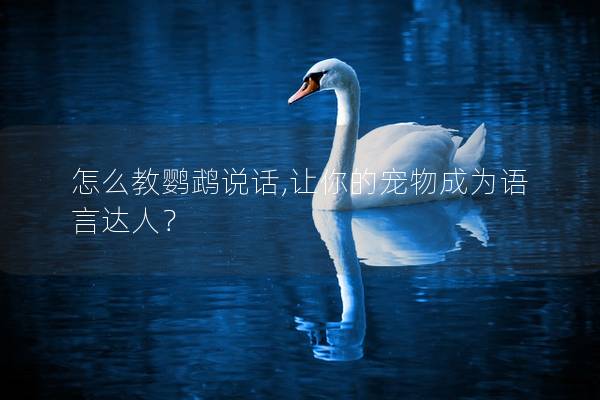 怎么教鹦鹉说话,让你的宠物成为语言达人？