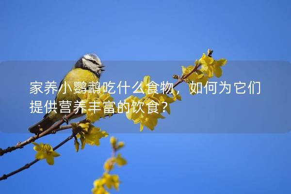 家养小鹦鹉吃什么食物，如何为它们提供营养丰富的饮食？