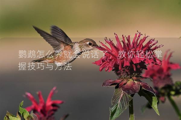 鹦鹉怎么养就会说话了，教你轻松掌握技巧与方法