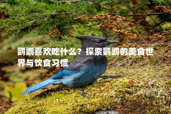 鹦鹉喜欢吃什么？探索鹦鹉的美食世界与饮食习惯