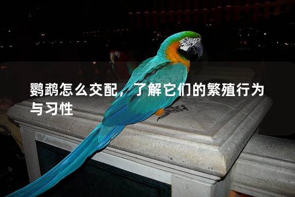 鹦鹉怎么交配，了解它们的繁殖行为与习性
